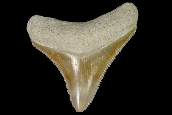 Serrated, Fossil Megalodon Tooth - Florida #110426
